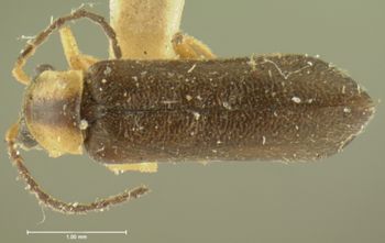 Media type: image;   Entomology 3387 Aspect: habitus dorsal view